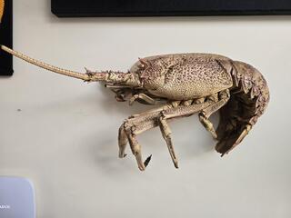 Mounted Crayfish