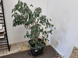 Potted Small Tree / Plant, 1450mm height