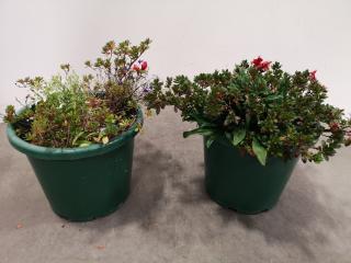 2x Potted Decorative Plants