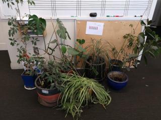 7x Assorted Potted Plants