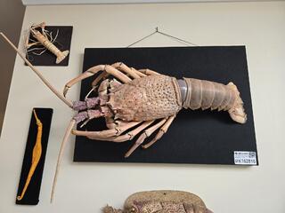 Large Mounted Crayfish Taxidermy Display