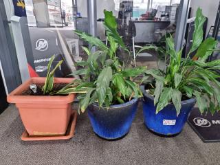 3x Potted Indoor Plants in need of new home!