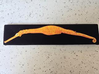 Mounted Orange Seahorse