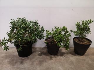 3x Potted Plants or Miniature Trees