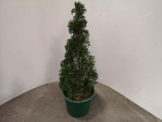 Potted Coniferous Bush Tree Plant