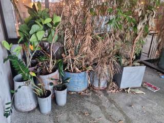 Large Lot of Plants and Pots