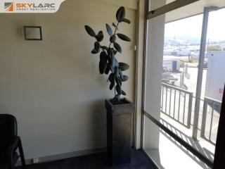 Decorative Indoor Plant for Office or Home